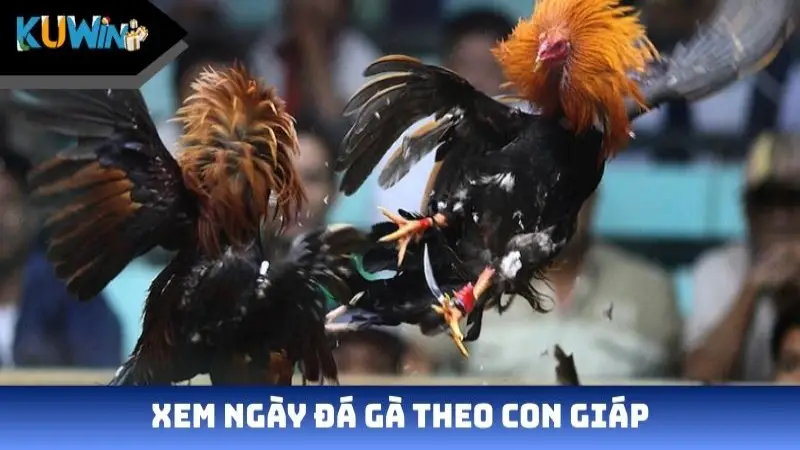 Xem ngày đá gà theo con giáp